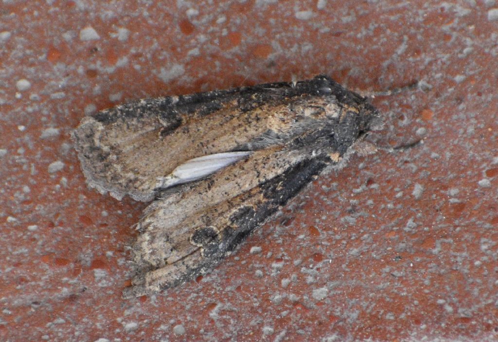 Noctuidae: Peridroma saucia